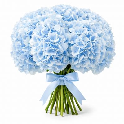 Гортензия голубая