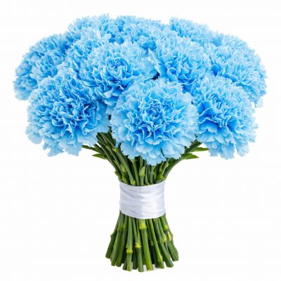 Гвоздика голубая